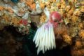 Loligo vulgaris
